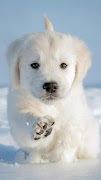 برنامه‌نما Dog Wallpapers HD 2023 عکس از صفحه