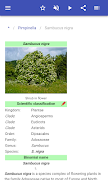 Honey plant screenshot 2