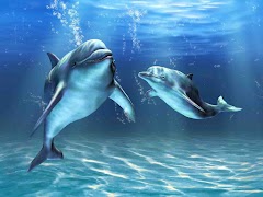 Dolphin Sounds screenshot 2