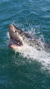Shark Wallpaper screenshot 3
