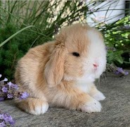 Tavşan Ekran Görüntüsü 3