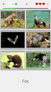 Animals Quiz Learn All Mammals 截圖 1