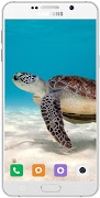 Turtle Wallpaper HD ภาพหน้าจอ 2
