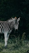 Zebra Wallpaper screenshot 5