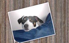 Slideshow 5000 Pro screenshot 2