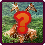 Wild Animals Quiz - Fun Trivia