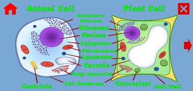 Learn: Cells screenshot 2