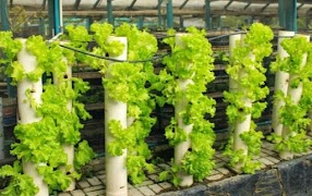 Hydroponics Design Ideas screenshot 6