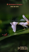 5 Schermata Insects Puzzles