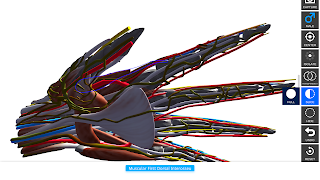 برنامه‌نما Anatomy View عکس از صفحه
