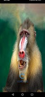 Baboon Sounds poster