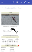 Dolphins syot layar 7