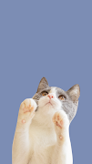 Pembuat Wallpaper Lucu screenshot 3