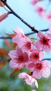 Spring wallpapers 截圖 3