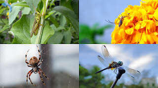 6 Schermata Kids Learn About Animals