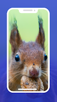 4K Squirrel Wallpapers screenshot 6