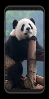 Cute Wallpapers - Auto wallpaper Changer 截图 3
