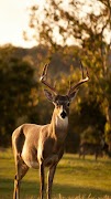 برنامه‌نما Fondos de animales عکس از صفحه