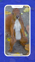 4K Squirrel Wallpapers poster