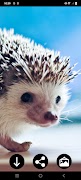 Hedgehog Wallpapers screenshot 1