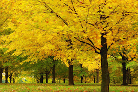Forest Jigsaw Puzzles poster