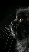 Cat Wallpapers HD 2023 poster