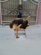 Birds Camera Frames تصوير الشاشة 1