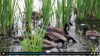 Internet Web Browser スクリーンショット 4