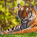 Tigre Wallpaperium APK