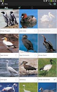 Sasol Birds for Beginners screenshot 6