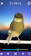 صوت الكناري : أصوات الكناري للتعليم بدون انترنت syot layar 3