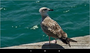 أفضل خلفيات نورس تصوير الشاشة 5