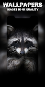 Raccoon Wallpapers screenshot 3