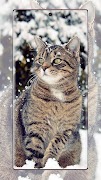 Fondos de pantalla de gatos captura de pantalla 6