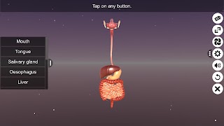 3D Human Digestive System screenshot 1