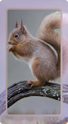 Squirrel Wallpaper 스크린샷 4