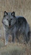 برنامه‌نما Wolves wallpapers عکس از صفحه