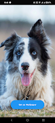 Border Collie Wallpaper poster