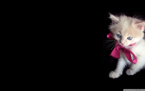 برنامه‌نما Cat Wallpapers HD Cute عکس از صفحه