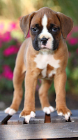Boxer Wallpapers captura de pantalla 7