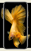 برنامه‌نما Fish Wallpaper عکس از صفحه