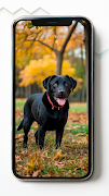 Labrador Retriever Wallpapers Cartaz