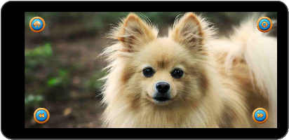 Learn Animal Names screenshot 4
