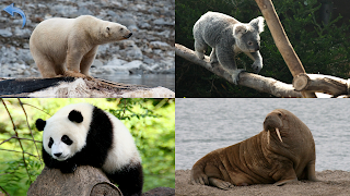 Animals for Kids screenshot 6