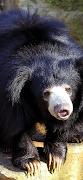 Sloth Bear স্ক্রিনশট 5