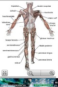 Human Anatomy Ekran Görüntüsü 1