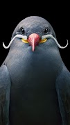 Bird Wallpapers screenshot 2