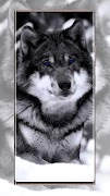 papéis de parede de lobo imagem de tela 2