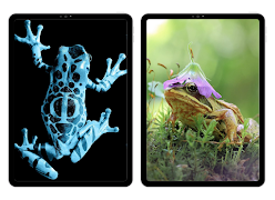 Frog Wallpaper screenshot 4