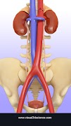 My Urinary System poster